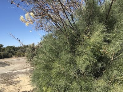 Grevillea leucopteris, photographed by Cal Wood