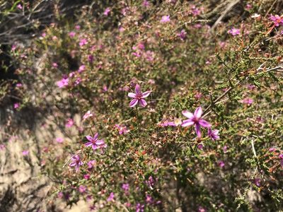 Calytrix fraseri, photographed by Cal Wood