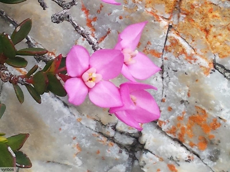 Penaea rupestris, photographed by Chris Vynbos