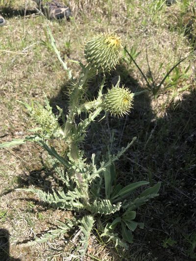 Cirsium canescens, photographed by Andrea Grover