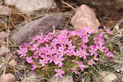 Androsace montana, photographed by Henry Mulligan