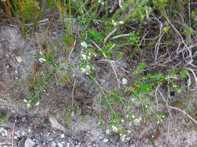 Phylica lasiocarpa, photographed by Chris Vynbos