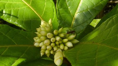 Cordia superba, photographed by russiannaturalistbrazil