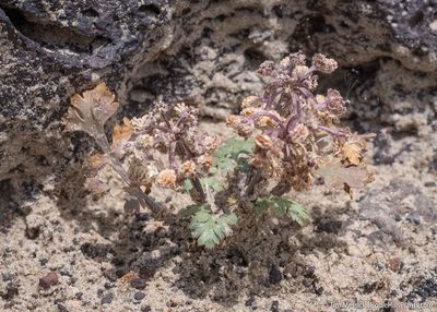 Rhysopterus plurijugus, photographed by Tim Messick