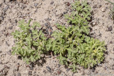 Euphrosyne nevadensis, photographed by Tim Messick