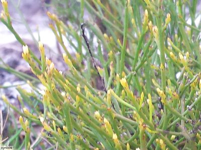 Thesium euphrasioides, photographed by Chris Vynbos
