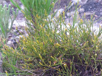 Thesium euphrasioides, photographed by Chris Vynbos