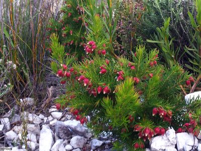 Erica lanuginosa, photographed by Chris Vynbos