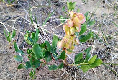 Rumex venosus, photographed by Doug Macaulay