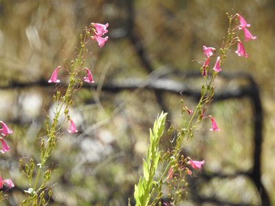 Penstemon pseudospectabilis, photographed by Rachel Stringham