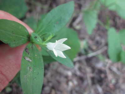 Spigelia texana, photographed by Eric Knight