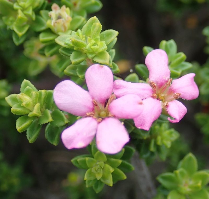 Acmadenia heterophylla, photographed by Di Turner