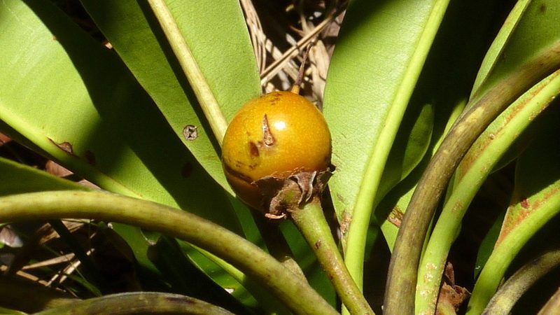 Manilkara longifolia, photographed by russiannaturalistbrazil