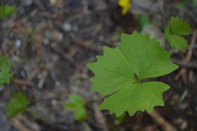 Achlys californica, photographed by David Anderson