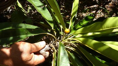Manilkara longifolia, photographed by russiannaturalistbrazil