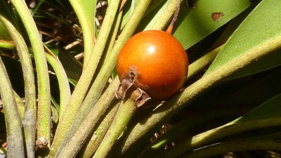 Manilkara longifolia, photographed by russiannaturalistbrazil