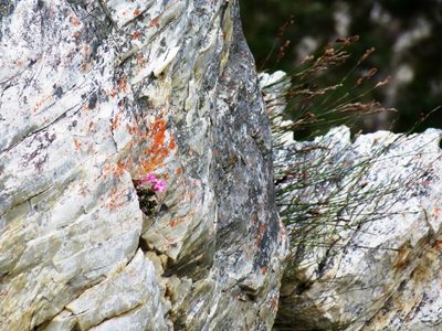 Penaea rupestris, photographed by linkie