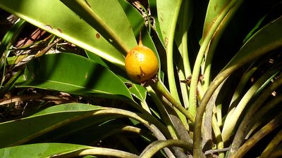 Manilkara longifolia, photographed by russiannaturalistbrazil