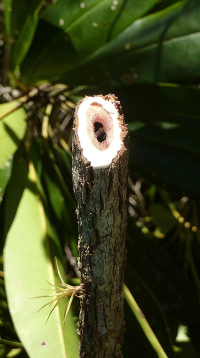 Manilkara longifolia, photographed by russiannaturalistbrazil