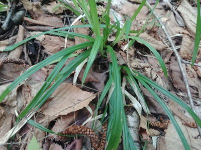 Carex debilis, photographed by Laura J. Costello
