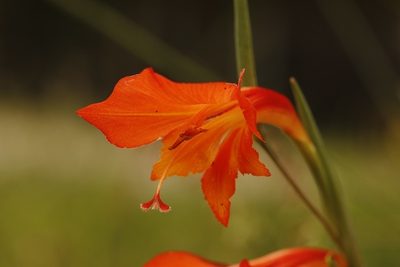 Gladiolus huttonii, photographed by Karen Eichholz