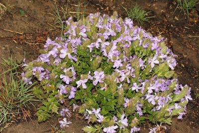 Barleria monticola, photographed by Karen Eichholz