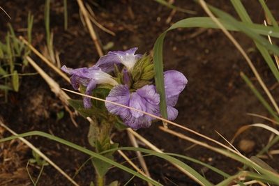 Barleria monticola, photographed by Karen Eichholz