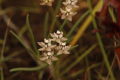 Asclepias cucullata, photographed by Karen Eichholz
