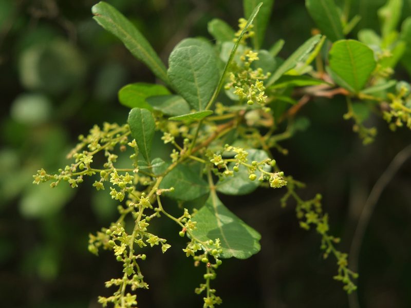 Searsia mysorensis, photographed by Siddarth Machado