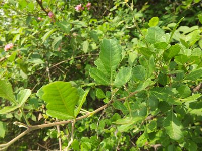 Searsia mysorensis, photographed by Siddarth Machado