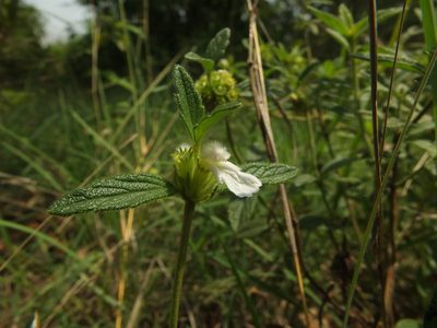Leucas hirta, photographed by Siddarth Machado