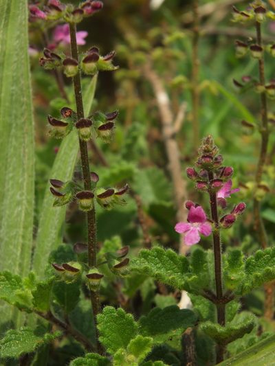 Endostemon viscosus, photographed by Siddarth Machado