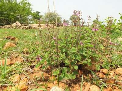 Endostemon viscosus, photographed by Siddarth Machado