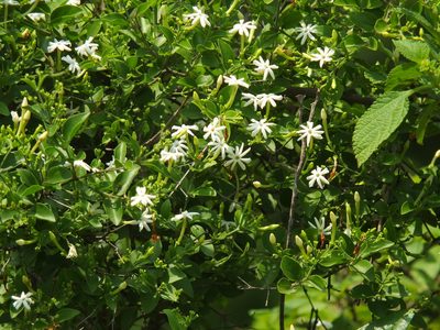 Jasminum auriculatum, photographed by Siddarth Machado