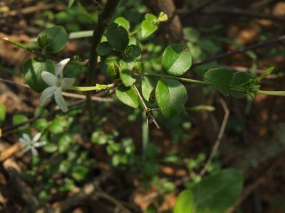 Jasminum auriculatum, photographed by Siddarth Machado