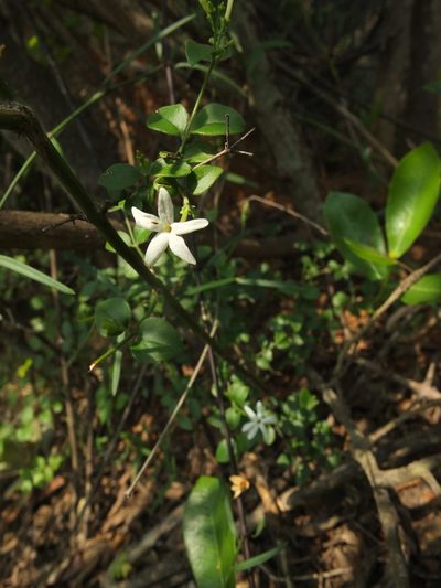 Jasminum auriculatum, photographed by Siddarth Machado