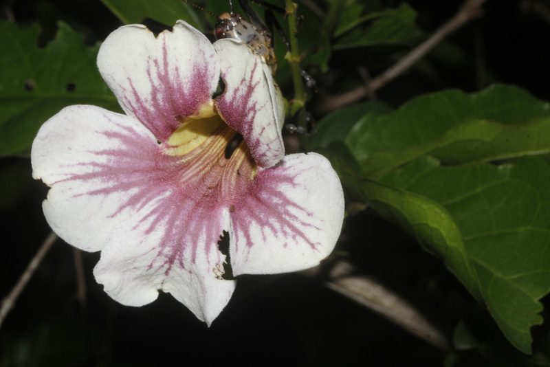Bignonia potosina, photographed by Juan Cruzado Cortés