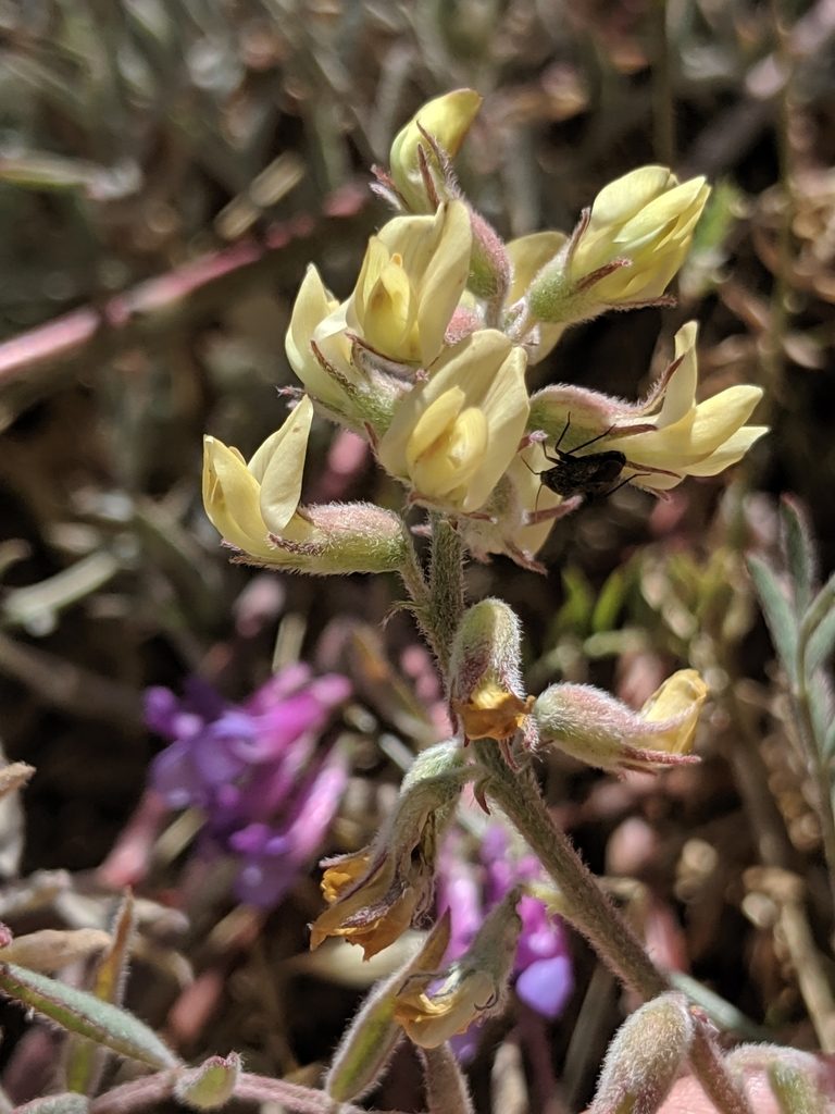 Astragalus macrodon, photographed by Alex Heyman