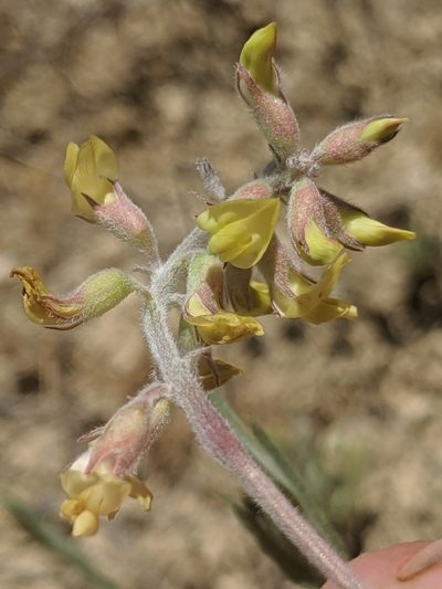 Astragalus macrodon, photographed by Alex Heyman