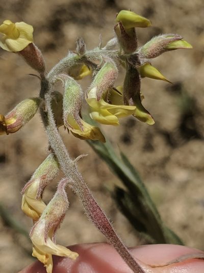 Astragalus macrodon, photographed by Alex Heyman