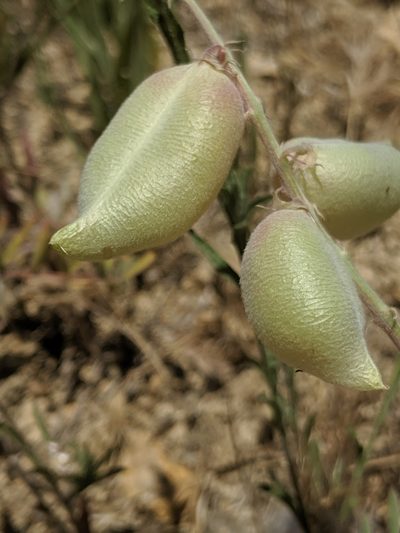 Astragalus macrodon, photographed by Alex Heyman