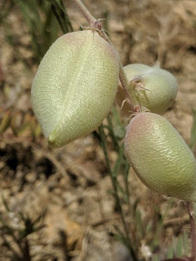 Astragalus macrodon, photographed by Alex Heyman