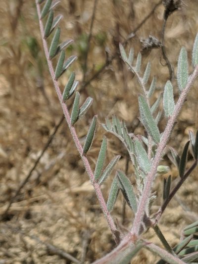 Astragalus macrodon, photographed by Alex Heyman