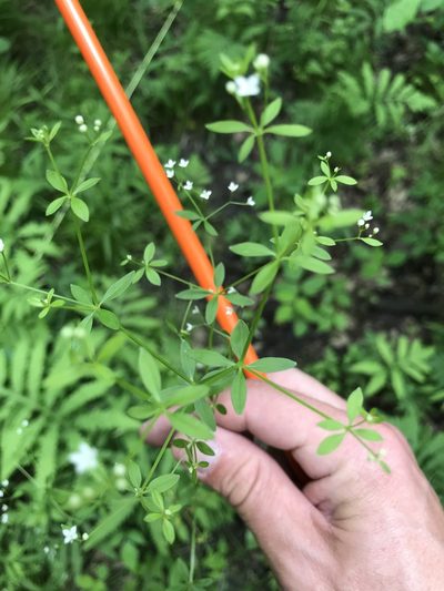 Galium obtusum, photographed by Summit Metro Parks