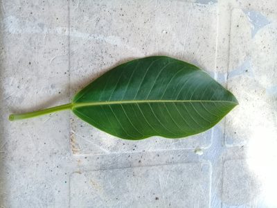 Ficus insipida, photographed by Lic. Kevin Miguel Garibaldi Fierro