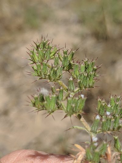 Chorizanthe obovata, photographed by Alex Heyman