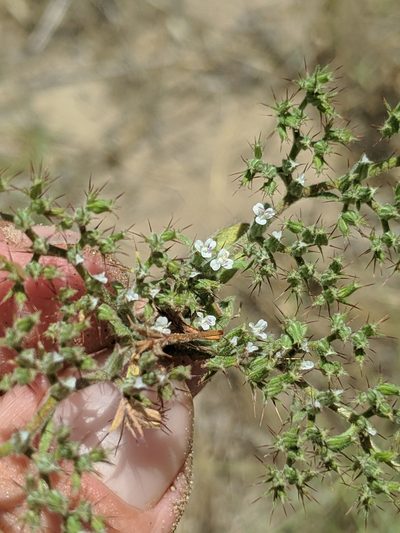 Chorizanthe obovata, photographed by Alex Heyman