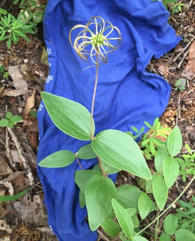 Clematis ochroleuca, photographed by Ken Kneidel
