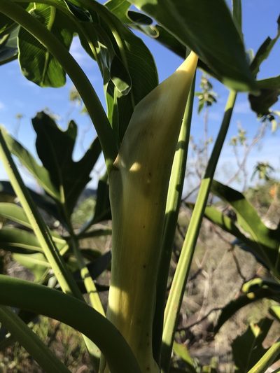 Philodendron adamantinum, photographed by william_hoyer
