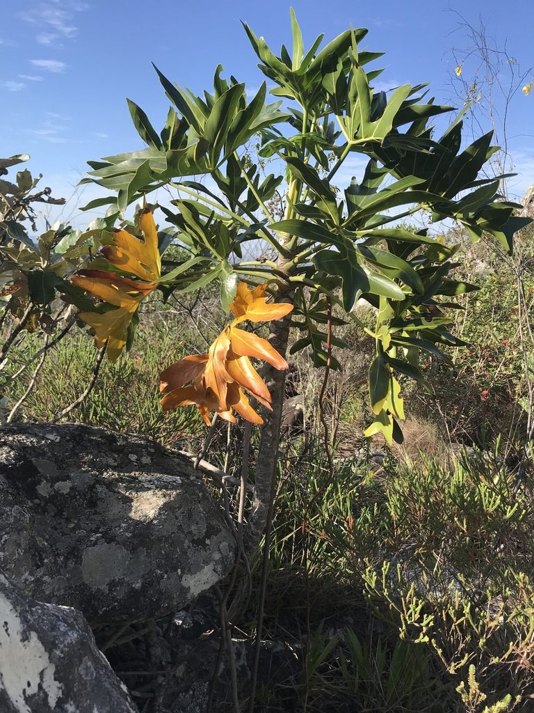 Philodendron adamantinum, photographed by william_hoyer